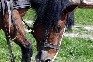 Gm. Rachanie: Wykryli wąglika w gospodarstwie. Dwa konie padły