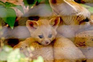 Narodziny w zamojskim zoo: Fenek, surykatki i bardzo rzadki makak (zdjęcia)