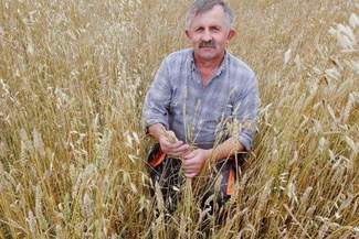 Zbiory będą duże, ale ceny zboża niskie. "Sytuacja jest niepokojąca"