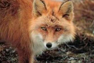 Jak nie wąglik, to wścieklizna. "Plagi egipskie" w jednej wsi