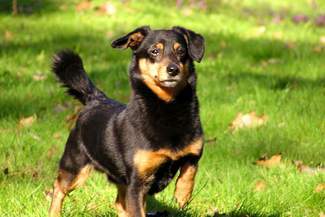 Włodawa. Kodowanie czworonogów