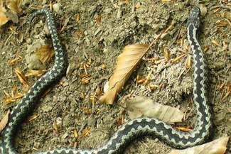 Żmije na szlakach turystycznych. Ukąszony mężczyzna trafił do szpitala