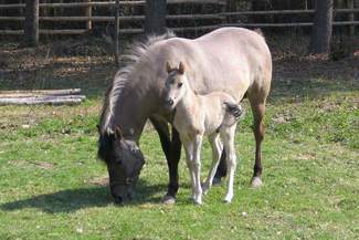 Dni Otwarte Roztoczańskiego Parku Narodowego