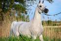 Aukcja Koni Arabskich w Janowie Podlaskim: Czy Norma pobije rekord?