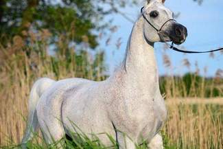 Aukcja Koni Arabskich w Janowie Podlaskim: Czy Norma pobije rekord?