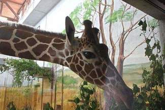 Żyrafy już mieszkają w zamojskim zoo