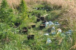 Uprawiał marihuanę, może trafić do więzienia nawet na dziesięć lat