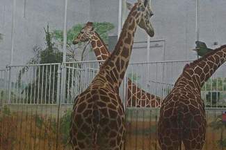 Zoo w Zamościu: Zobacz żyrafy za darmo