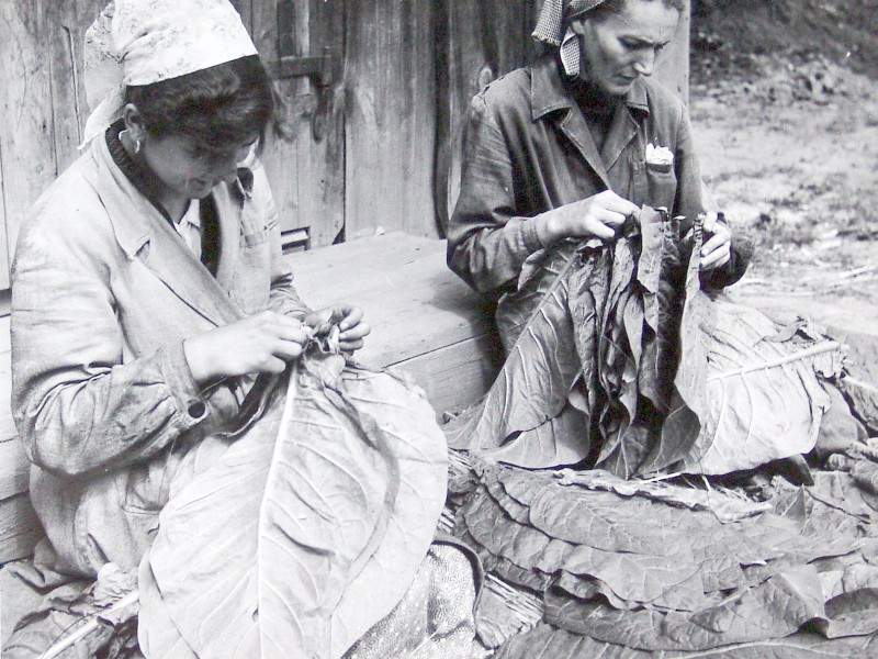 Przygotowywanie liści tytoniowych do suszenia. Kępa, lata pięćdziesiąte XX w. (Ze zbiorów Mikołaja Spóza i Roberta Ocha)