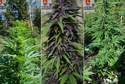 22-latek miał plantację marihuany na polanie leśnej