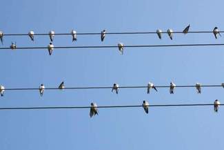 Idź na spacer, policz ptaki. Liczenie ptaków w woj. lubelskim