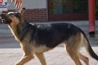 Przywiązali psa do drzewa i zostawili. Szuka ich policja