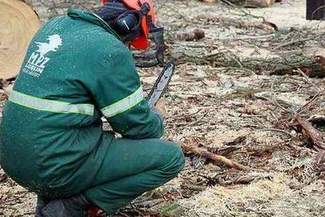 Zwierzyniec: Wytną mniej drzew niż planowali