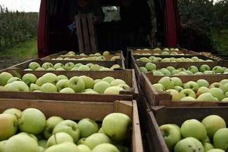 Sadownicy zablokują drogę krajową nr "74" w Annopolu