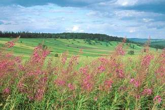 Zwierzyniec. Widoki na Roztocze z nowej wieży