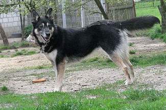 Abramowice Prywatne: Zaginął pies