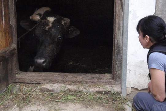 Trzymał zwierzęta w tragicznych warunkach. "Nie wypuszczał ich, leżały w odchodach"