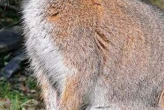 Kangury uciekły z gospodarstwa w Biszczy. Dwa zginęły