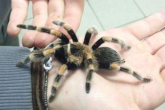 Celnicy znaleźli pająka w bagażu. Teraz trafi do zoo