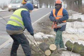 Pow. chełmski: Starostwo sprzedaje drewno. Będzie licytacja