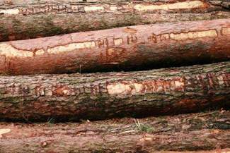 Strażnik Roztoczańskiego Parku miał ścigać złodziei, a sam kradł drewno z lasu