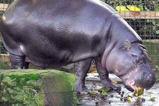 Zoo w Zamościu: Budują dom dla hipopotamów. Będą też tapiry i kapibary
