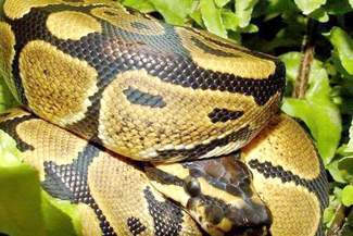 Walentynki w zoo: Miłosny uścisk z pytonem królewskim