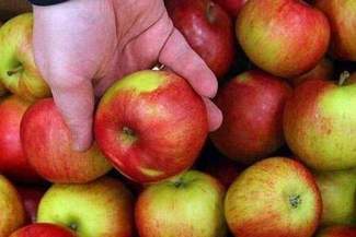 Kupcy wrócą na zielony rynek w Zamościu