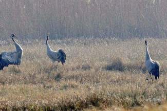 Zima już nie wróci, czas na przedwiośnie. Żurawie już wyznają sobie miłość