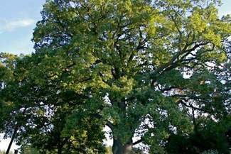 Dąb Bolko urósł do tytułu Drzewa Roku