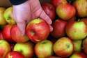 18 ton jabłek dostaną mieszkańcy gminy Puławy