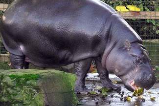 Zoo w Zamościu: Będą stawy, będą hipopotamy