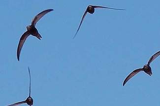 Wieżowce dla ptaków na Kalinowszczyźnie i Czubach