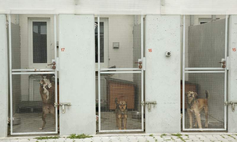 Adopcja psa z miejskiego schroniska jest darmowa (Maciej Kaczanowski)