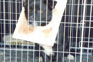 Pies gonił kota i utknął w budzie. Wezwano Straż Miejską