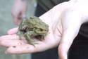 Żaby giną w drodze na randkę. Potrzeba ochotników do przenoszenia przez jezdnię