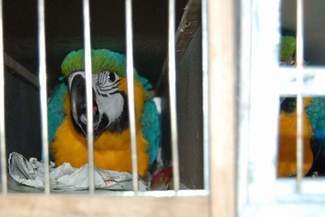 Z granicy do zoo. Przemytnik wpadł z papugami