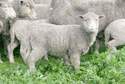 Uniwersytet szuka pasterza owiec. Musi także umieć przyjąć poród