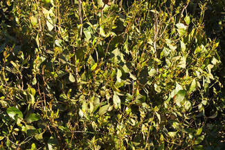 (fot. drugabuse.gov)