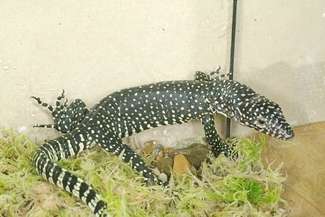 Zoo w Zamościu: Na świat przyszedł waran