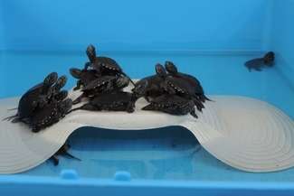 W ośrodku żółwiki są dokarmiane, mierzone i ważone