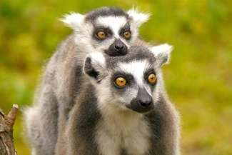 Nowi mieszkańcy Zoo w Zamościu