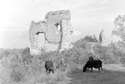 Ruiny zamku w Bochotnicy - 1967 rok, (Fot. i ryc. ze zbiorów Mikołaja Spóza)