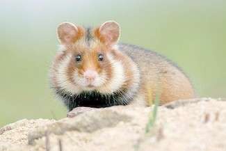 Budowa obwodnicy Hrubieszowa. Czytelniczka: Co się stanie z chomikami?