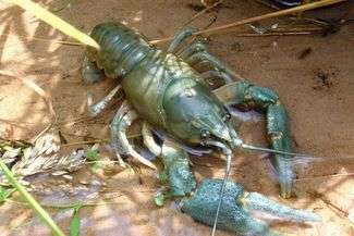 Rak szlachetny (Fot. http://www.parc-vosges-nord.fr)