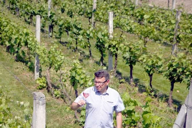 – W tym roku po raz pierwszy będziemy zbierać wino z naszego nowego stoku, nad Wisłą. Tam winorośl rośnie na ponad hektarowej działce Już jestem ciekaw smaku pierwszego wina z młodych krzaków – mówi Maciej Mickiewicz