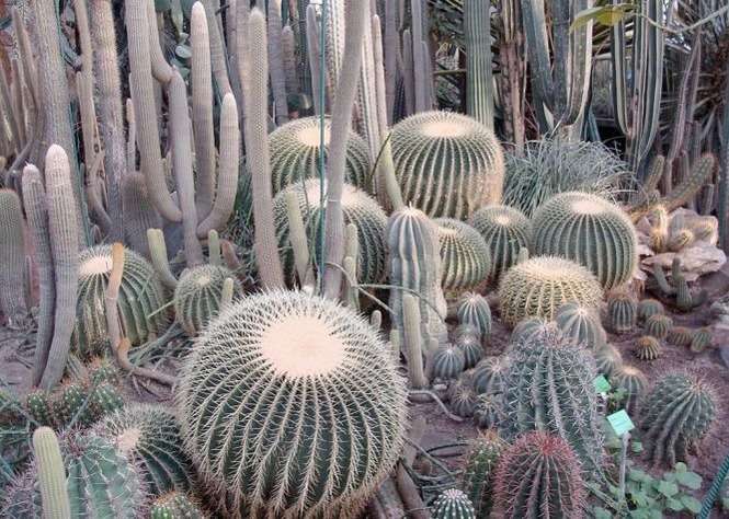 Kaktusy Fot. UMCS