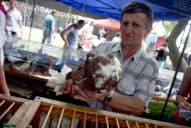 Garłacz pomorski jest jednym z droższych gołębi – mówi Ryszard Karamon (fot. AS)