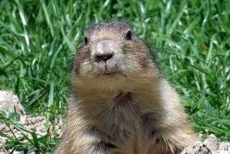 W Lubelskiem jest siedem zwartych kolonii susła perełkowanego