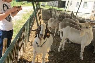 W Bezku jest 40 kóz. Są to przedstawiciele trzech ras – białej uszlachetnionej, saaneńskiej i burskiej (fot. Agnieszka Antoń-Jucha)